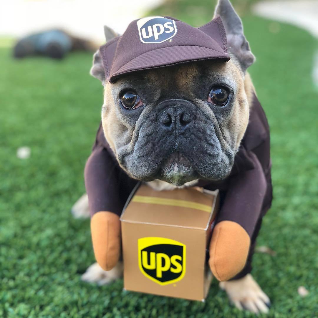 Roupas de transformação para cães e gatos pequenos e médios da Amazon para o Halloween, roupas para animais de estimação, suprimentos para roupas de gato e cachorro.
