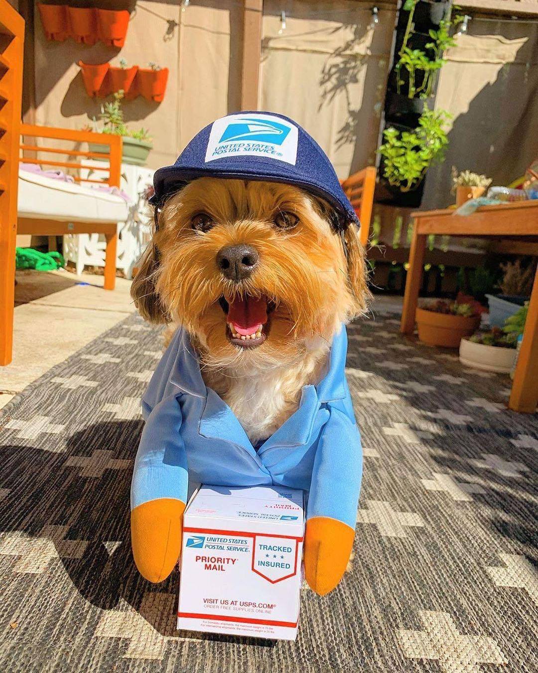 Roupas de transformação para cães e gatos pequenos e médios da Amazon para o Halloween, roupas para animais de estimação, suprimentos para roupas de gato e cachorro.