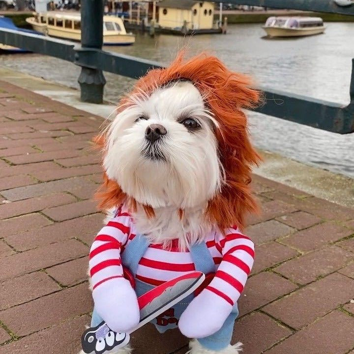 Roupas de transformação para cães e gatos pequenos e médios da Amazon para o Halloween, roupas para animais de estimação, suprimentos para roupas de gato e cachorro.