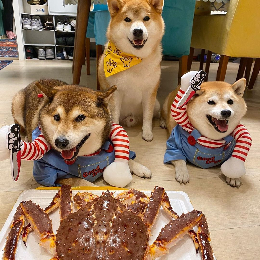 Roupas de transformação para cães e gatos pequenos e médios da Amazon para o Halloween, roupas para animais de estimação, suprimentos para roupas de gato e cachorro.